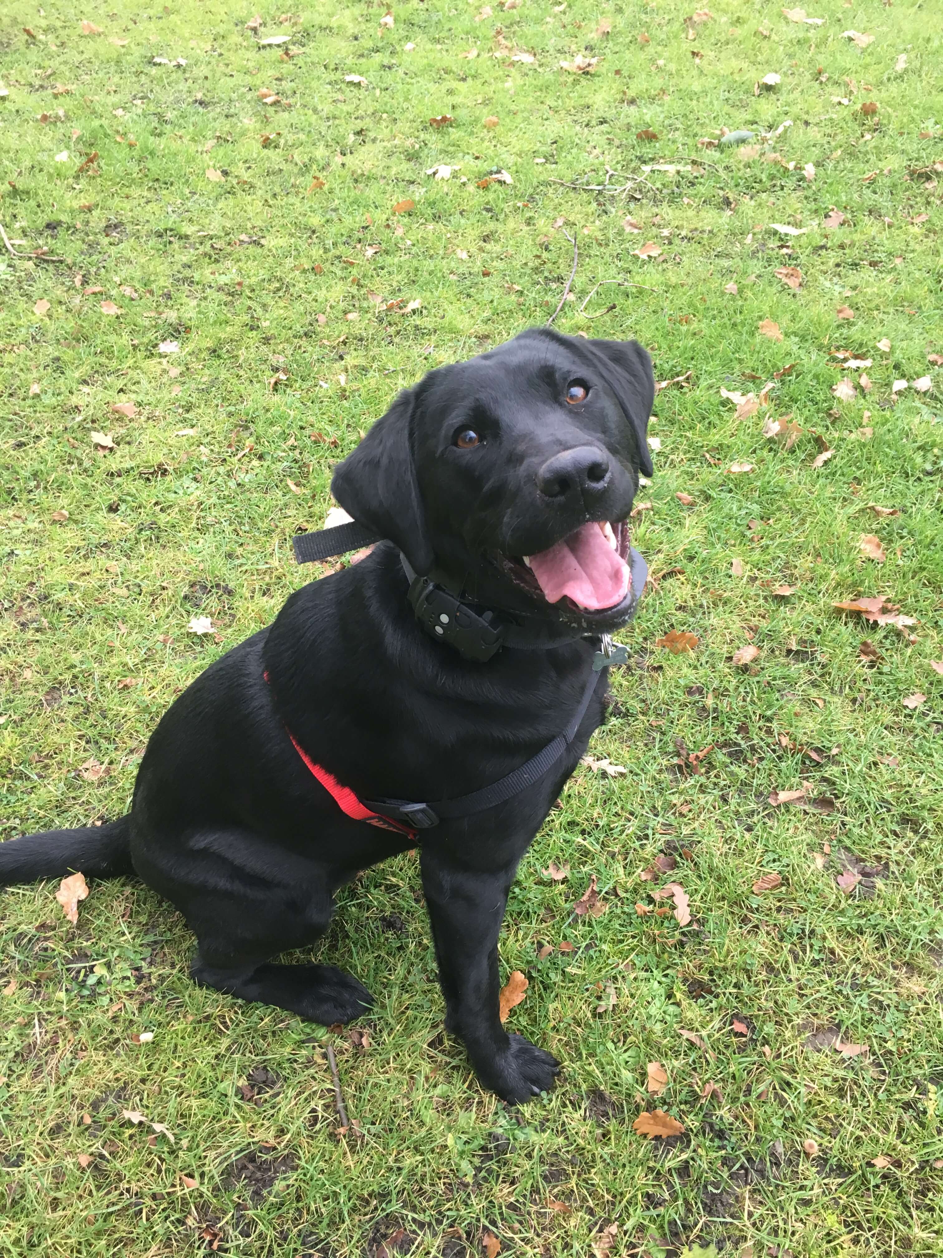 Dog Tracker Nano Best GPS Tracking Collar For Your Dog